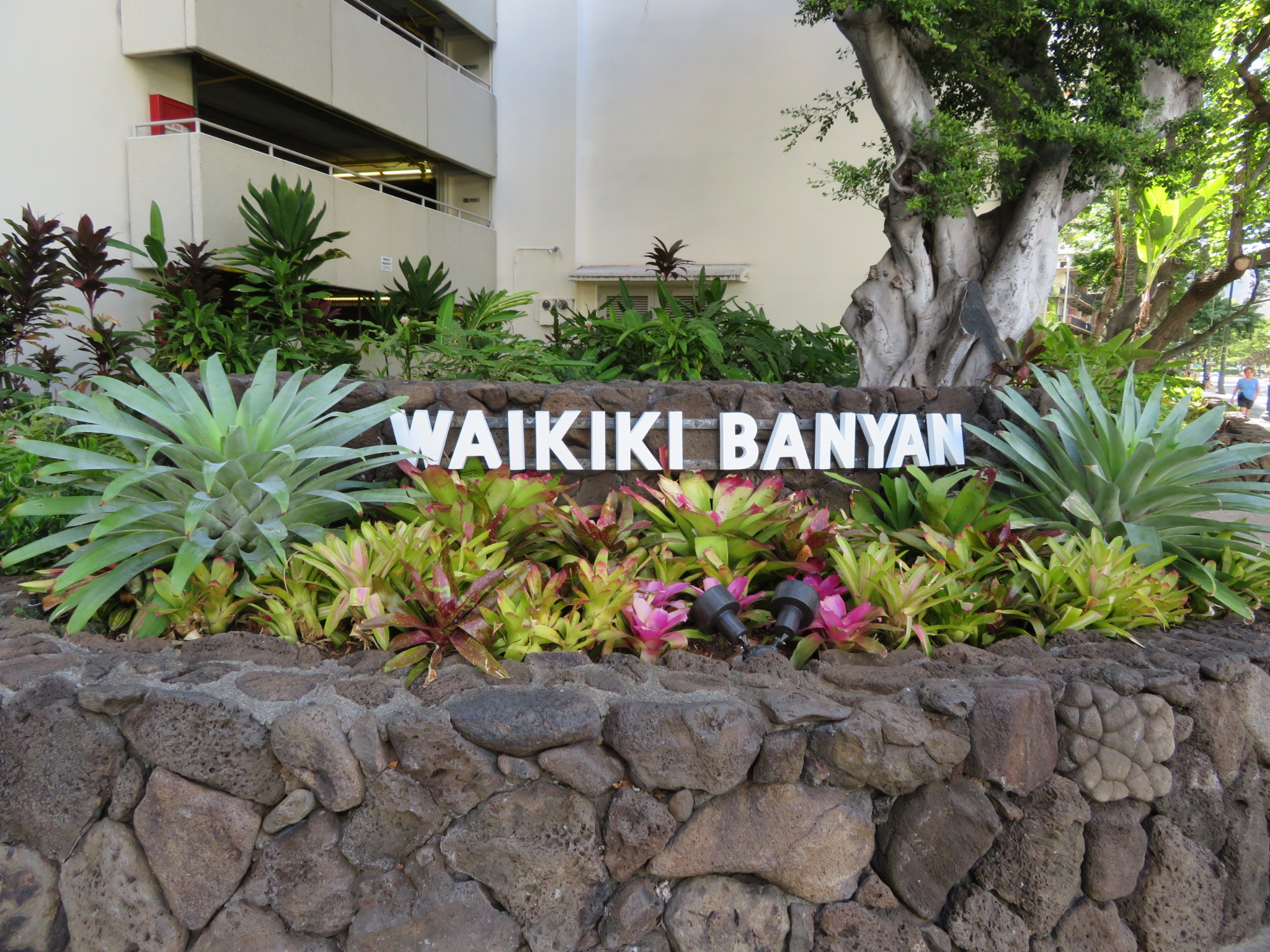 ワイキキ・バニアン / Waikiki Banyan