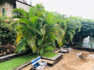 Kalani Iki Estatesの植物