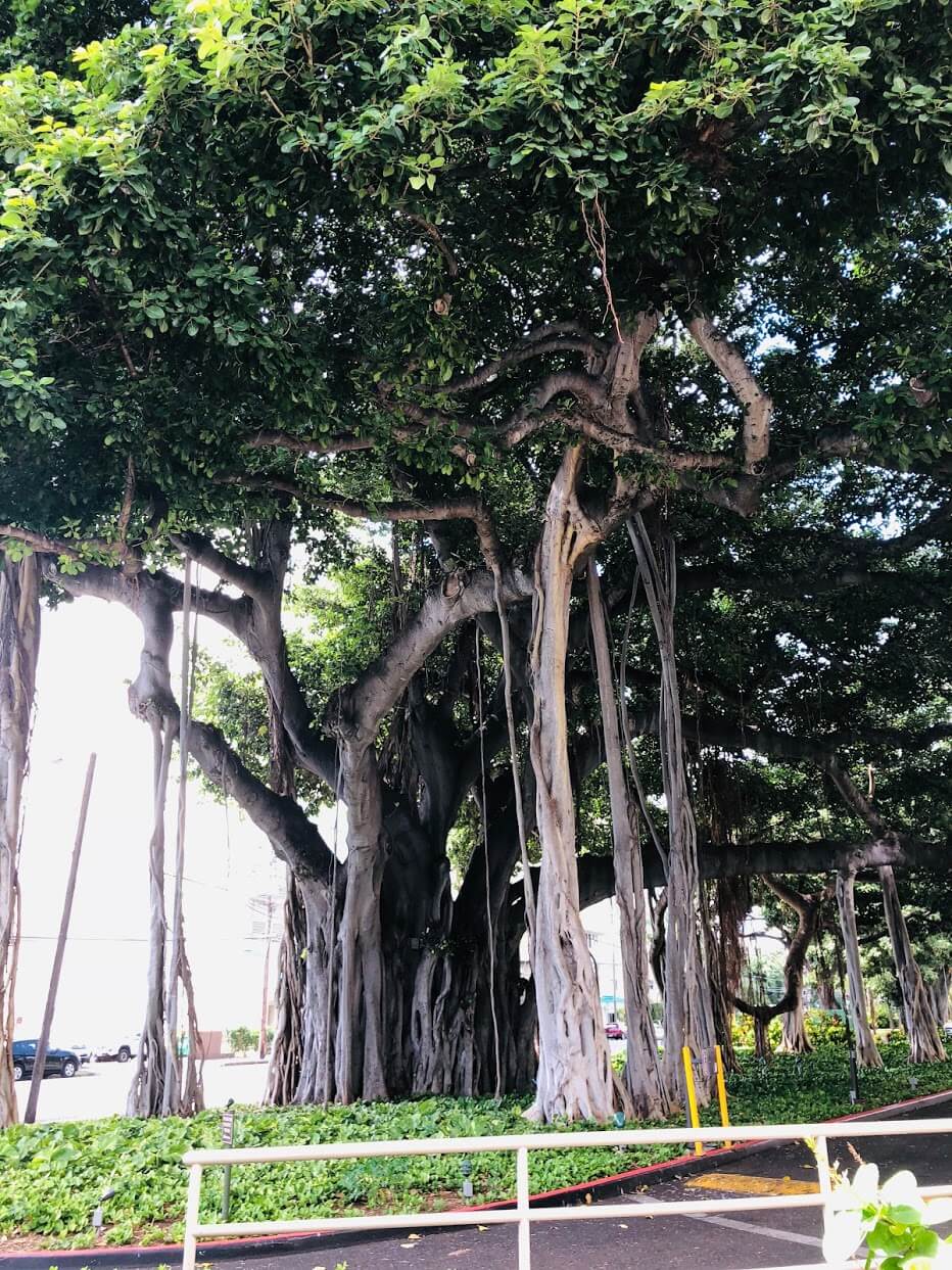Banyan Tree Plaza 1212の街路樹