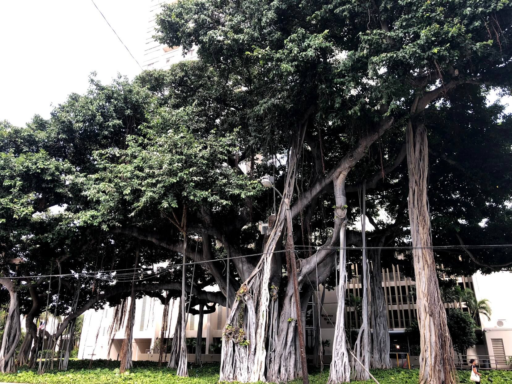 Banyan Tree Plaza 1212の樹木