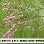 Ракитовица