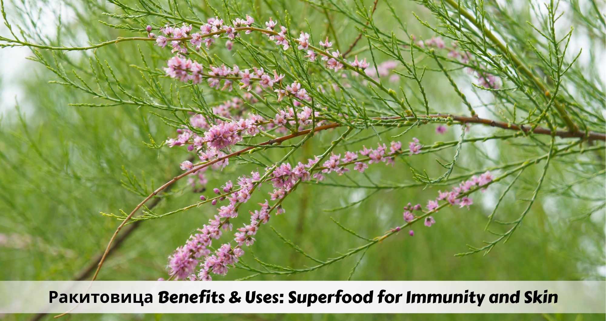 Ракитовица